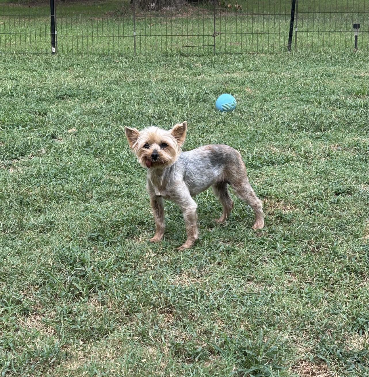 Angel, a Adopted Yorkshire Terrier in Mcloud, OK image 3/4