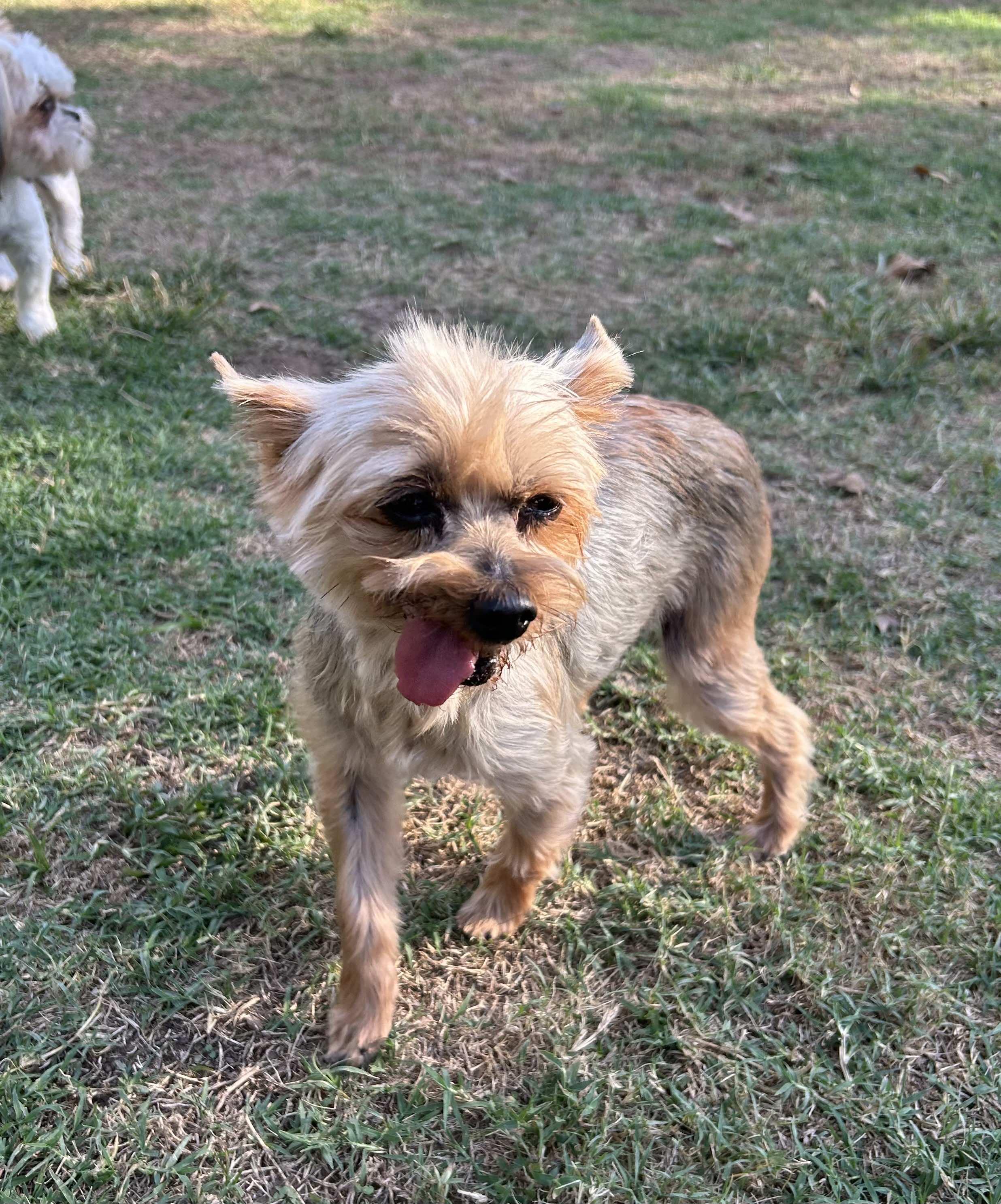 Angel, a Adopted Yorkshire Terrier in Mcloud, OK image 4/4