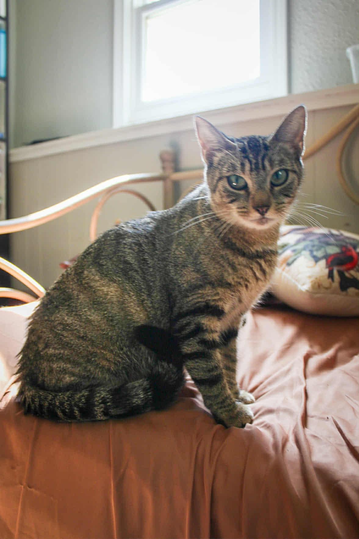 Enlarge MAMMA MIA, a Adoptable Domestic Short Hair in Grand Forks, ND image 2/4