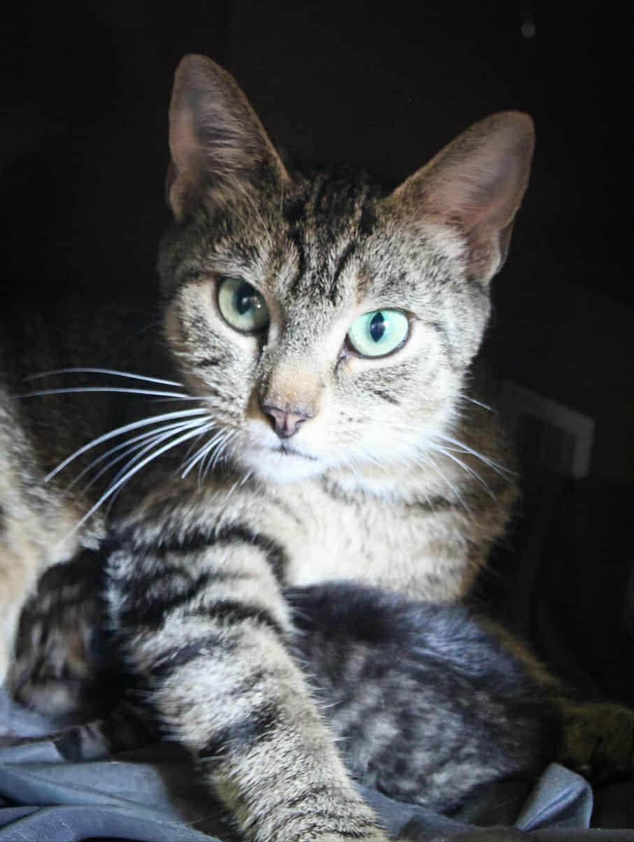 Enlarge MAMMA MIA, a Adoptable Domestic Short Hair in Grand Forks, ND image 1/4