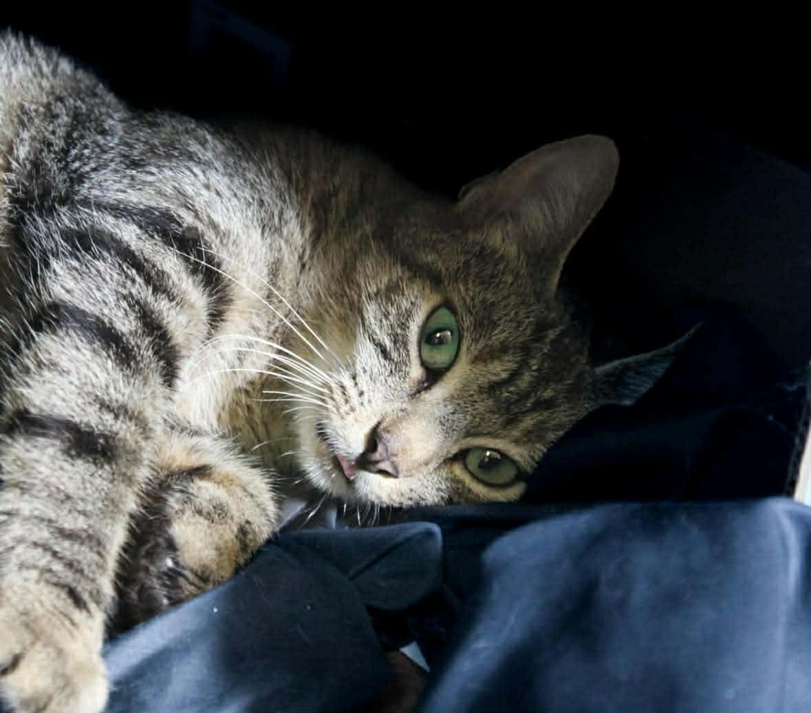 Enlarge MAMMA MIA, a Adoptable Domestic Short Hair in Grand Forks, ND image 3/4