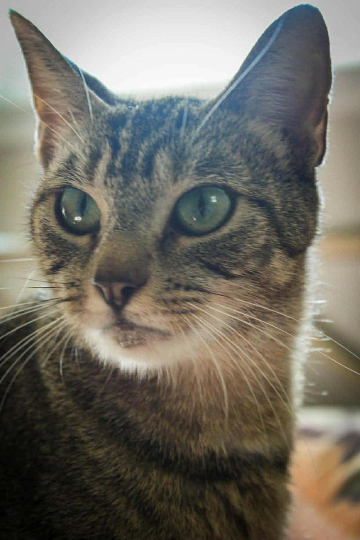 Enlarge MAMMA MIA, a Adoptable Domestic Short Hair in Grand Forks, ND image 4/4
