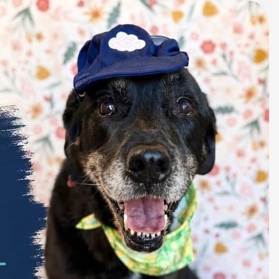 Thor, Adoptable, Senior Male Mixed Breed.