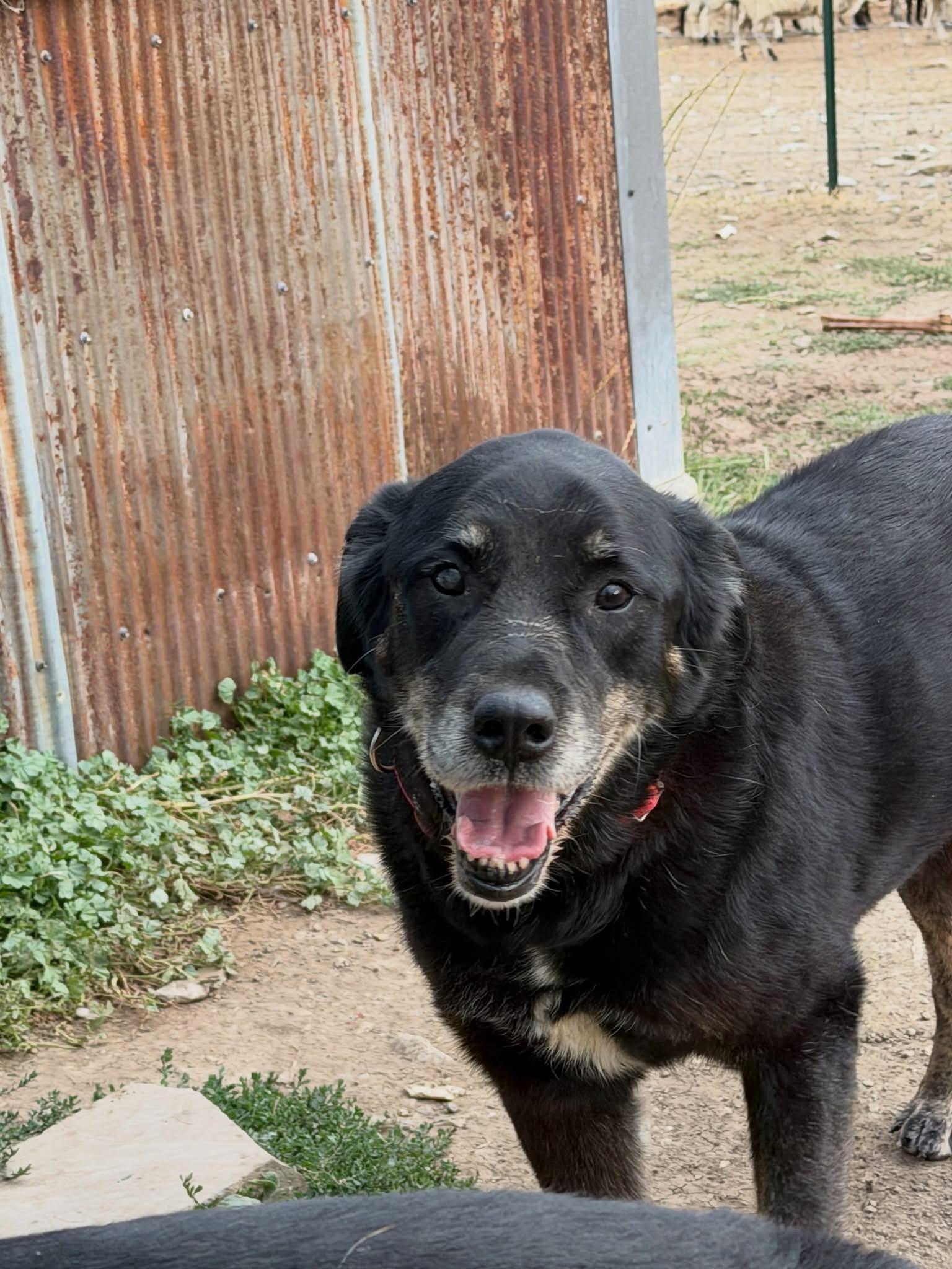 Thor, an adopted Mixed Breed in Wilsall, MT image 2/2