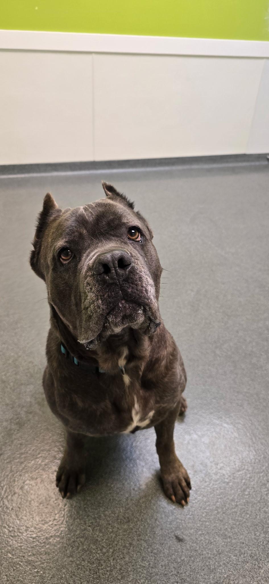 Fatima, Adoptable, Adult Female Cane Corso.