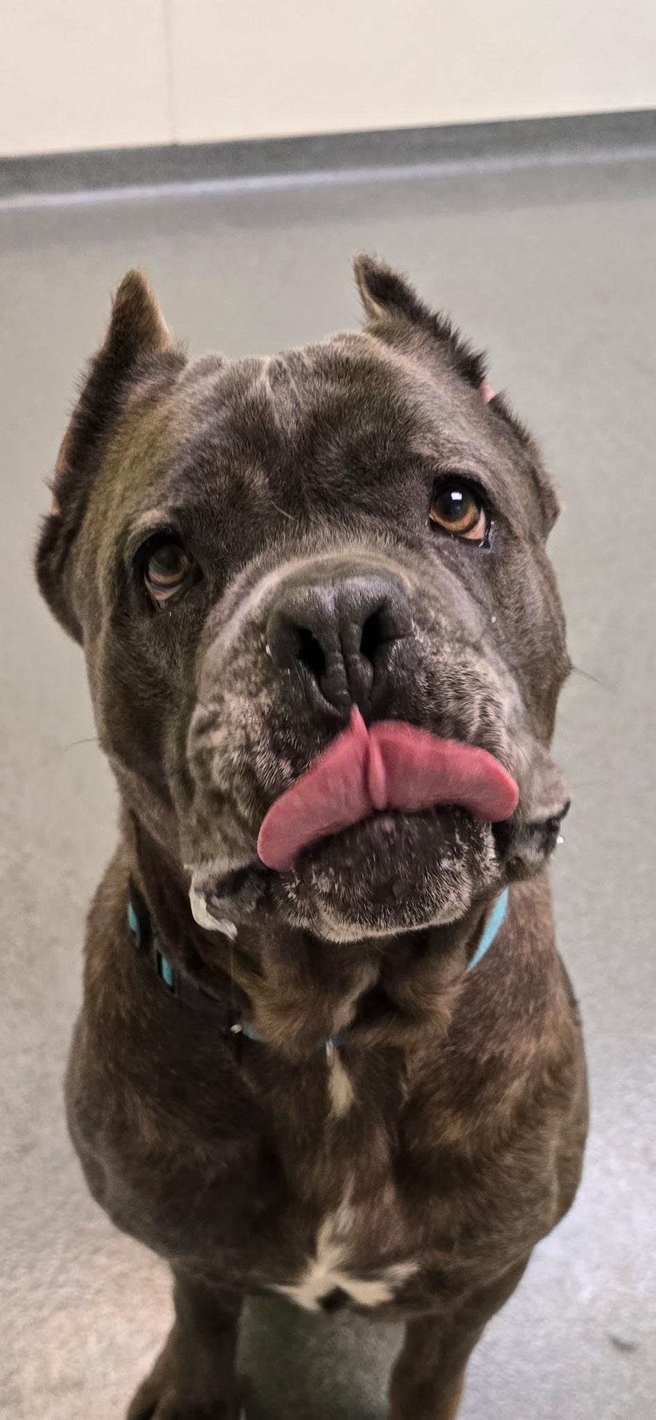 Enlarge Fatima, a Adoptable mixed breed in Mount Pleasant, MI image 2/4