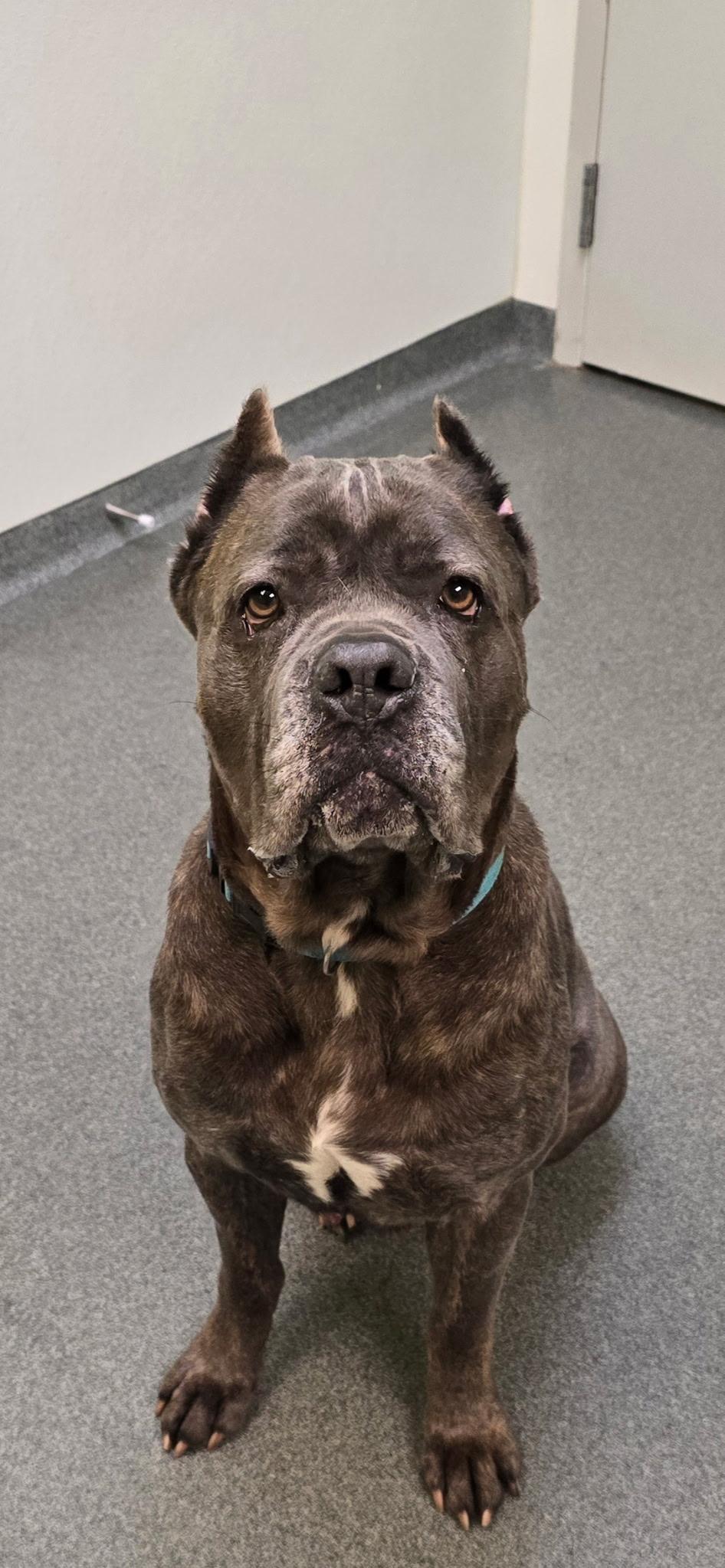 Enlarge Fatima, a Adoptable mixed breed in Mount Pleasant, MI image 4/4