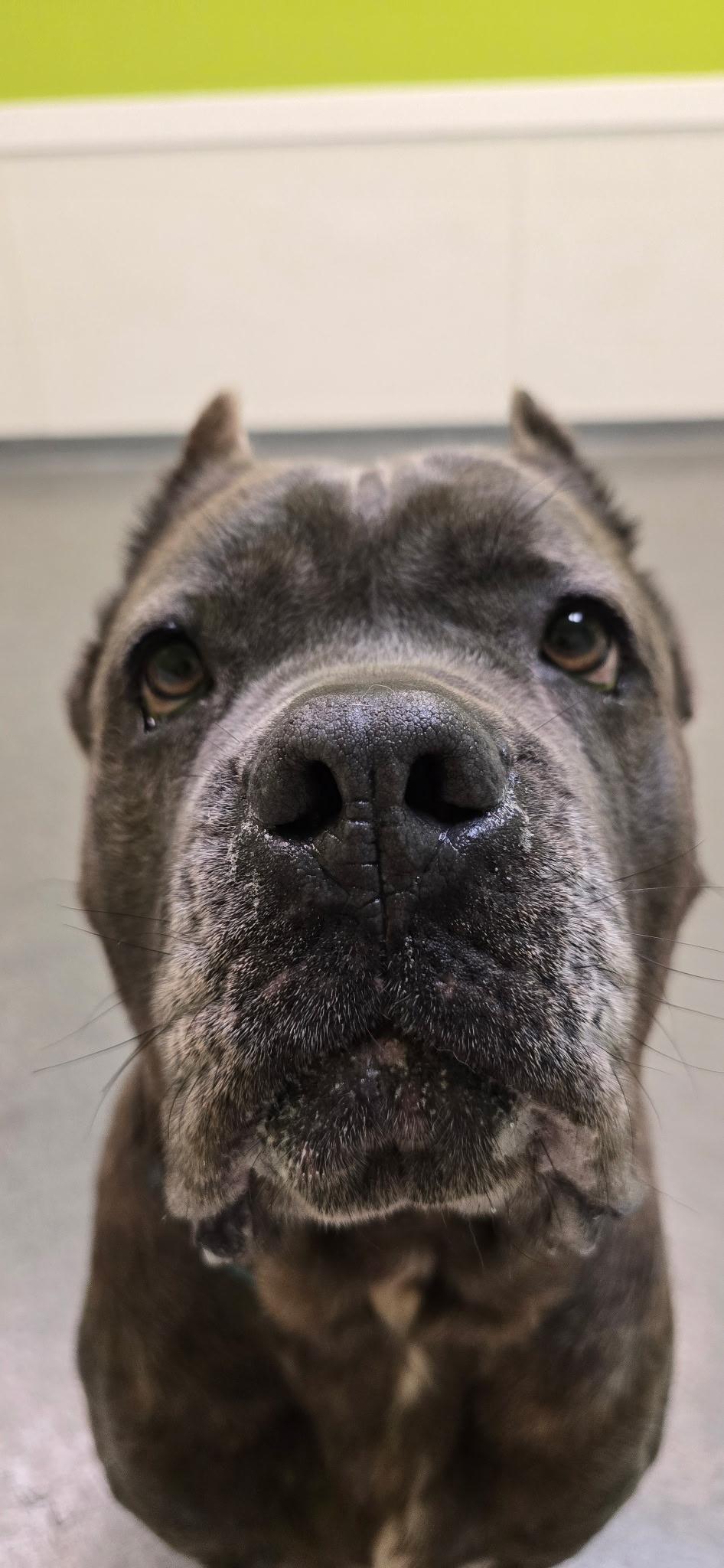 Enlarge Fatima, a Adoptable mixed breed in Mount Pleasant, MI image 3/4