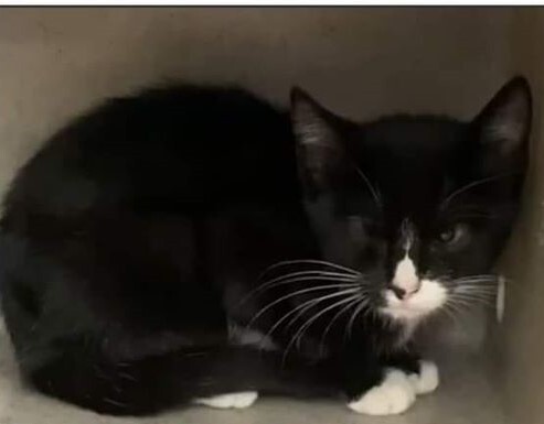 Enlarge Clooney, a Adoptable Domestic Short Hair in Eureka, CA image 5/6