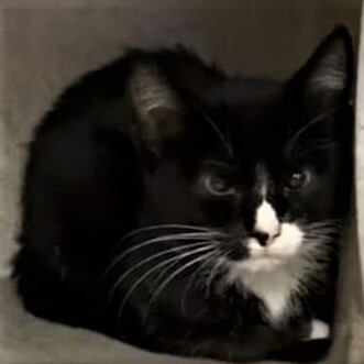 Enlarge Clooney, a Adoptable Domestic Short Hair in Eureka, CA image 1/6