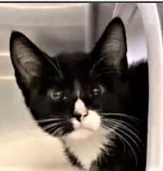 Enlarge Clooney, a Adoptable Domestic Short Hair in Eureka, CA image 6/6