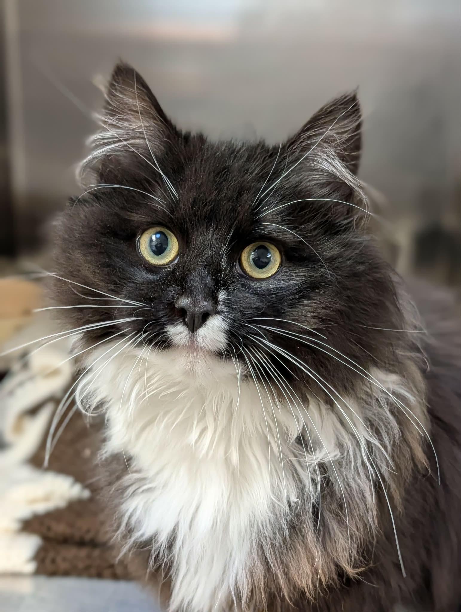 Enlarge Mars, an adopted mixed breed in Chambersburg, PA image 1/1