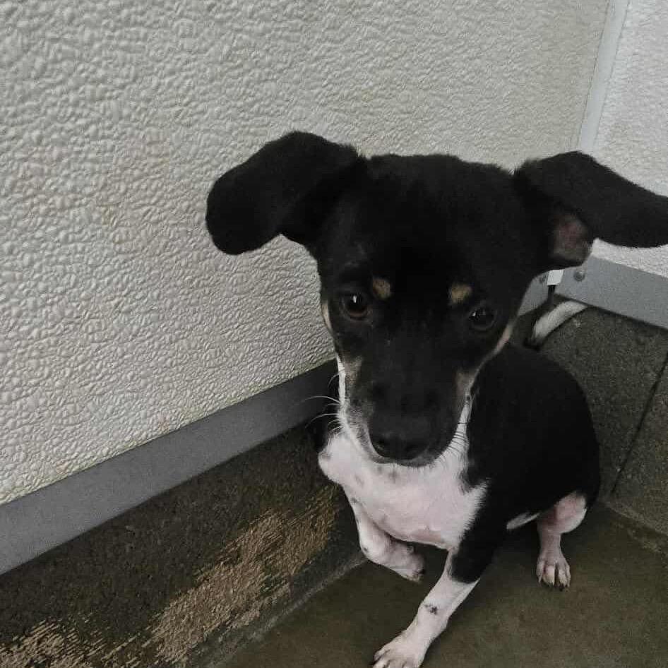 Enlarge Bronson OS AZ, a Adoptable mixed breed in Las Vegas, NV image 1/1