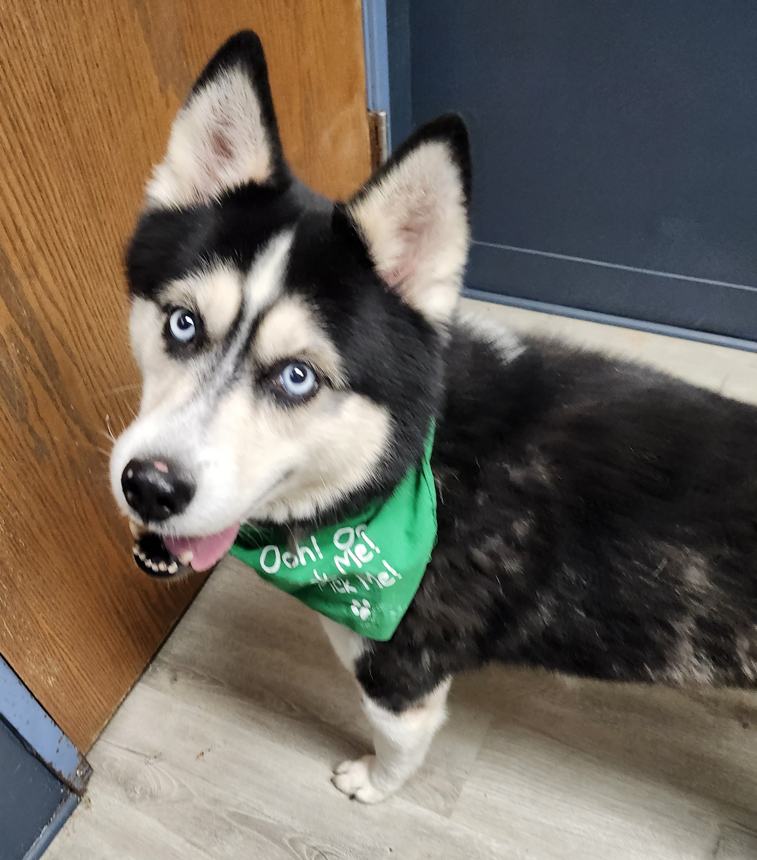 Dog for adoption Spice, a Siberian Husky in Mansfield, OH Petfinder