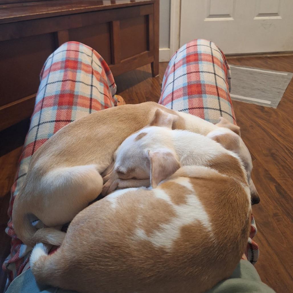 Enlarge Millie, a Adoptable mixed breed in Tacoma, WA image 1/6