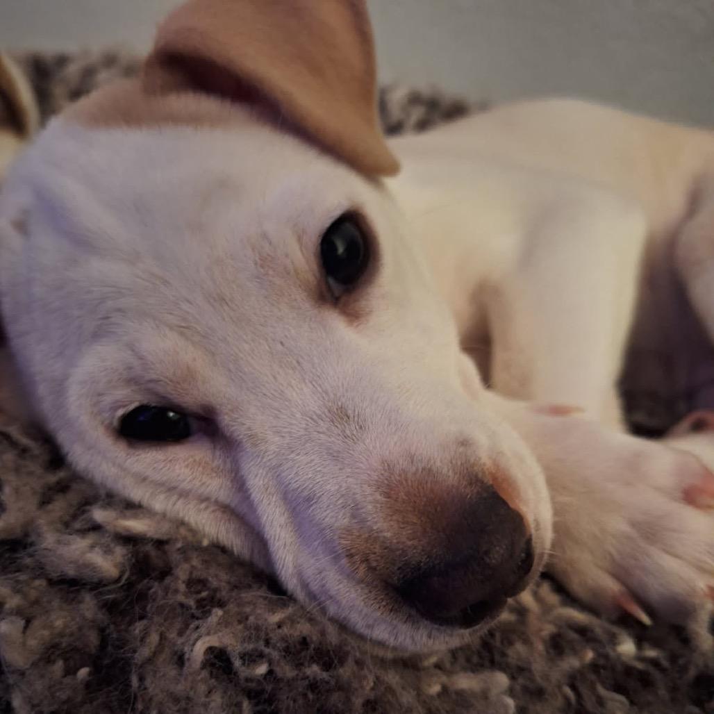 Enlarge Millie, a Adoptable mixed breed in Tacoma, WA image 2/6