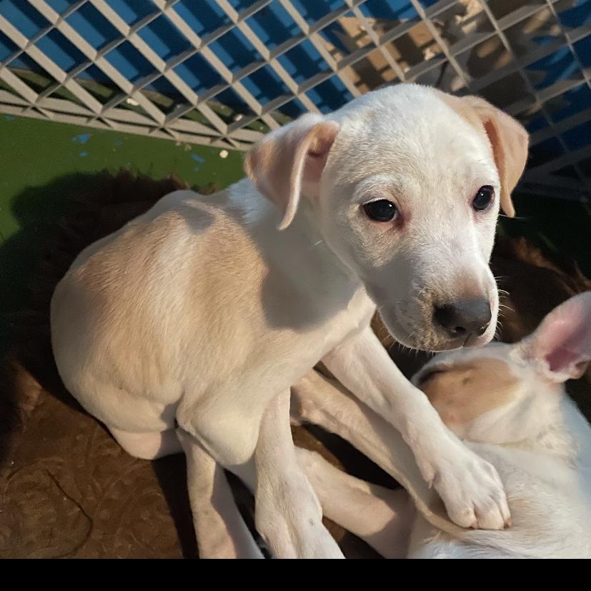 Enlarge Millie, a Adoptable mixed breed in Tacoma, WA image 3/6