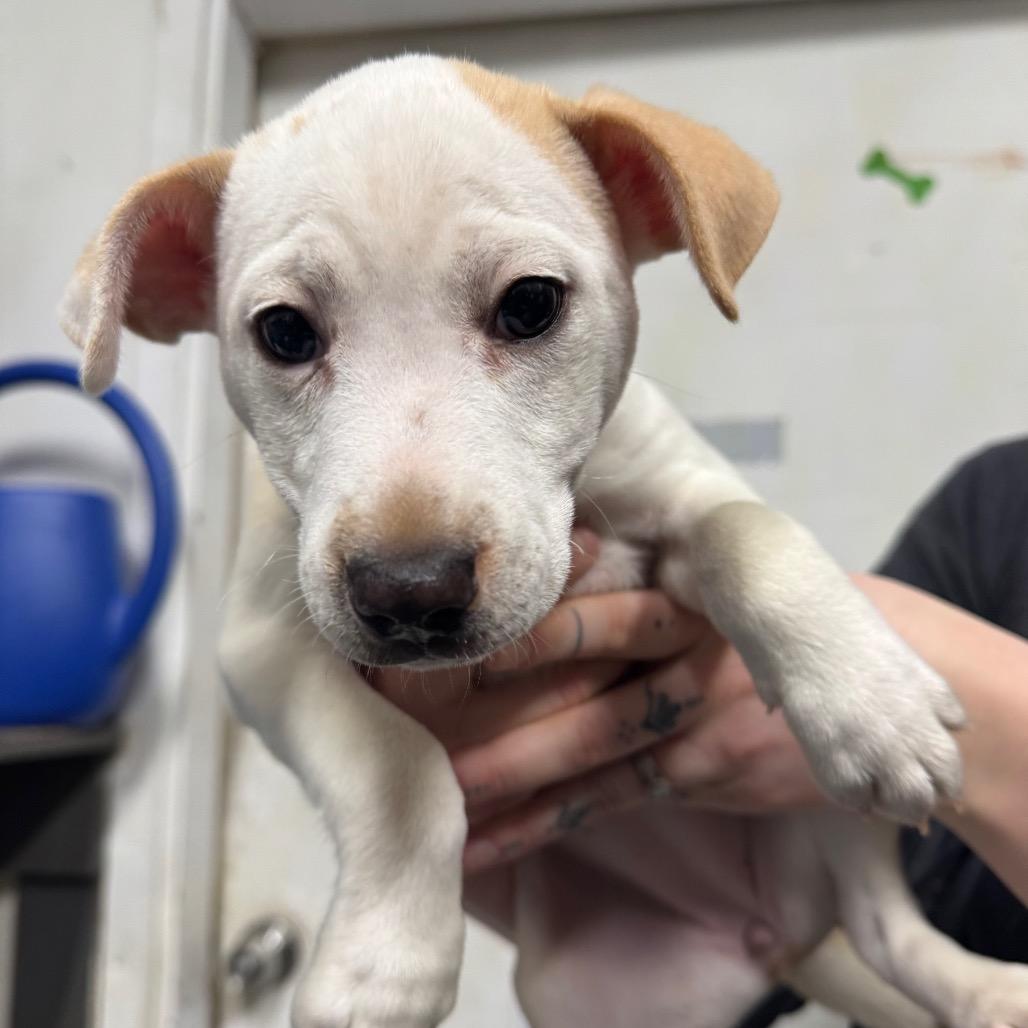 Enlarge Millie, a Adoptable mixed breed in Tacoma, WA image 4/6