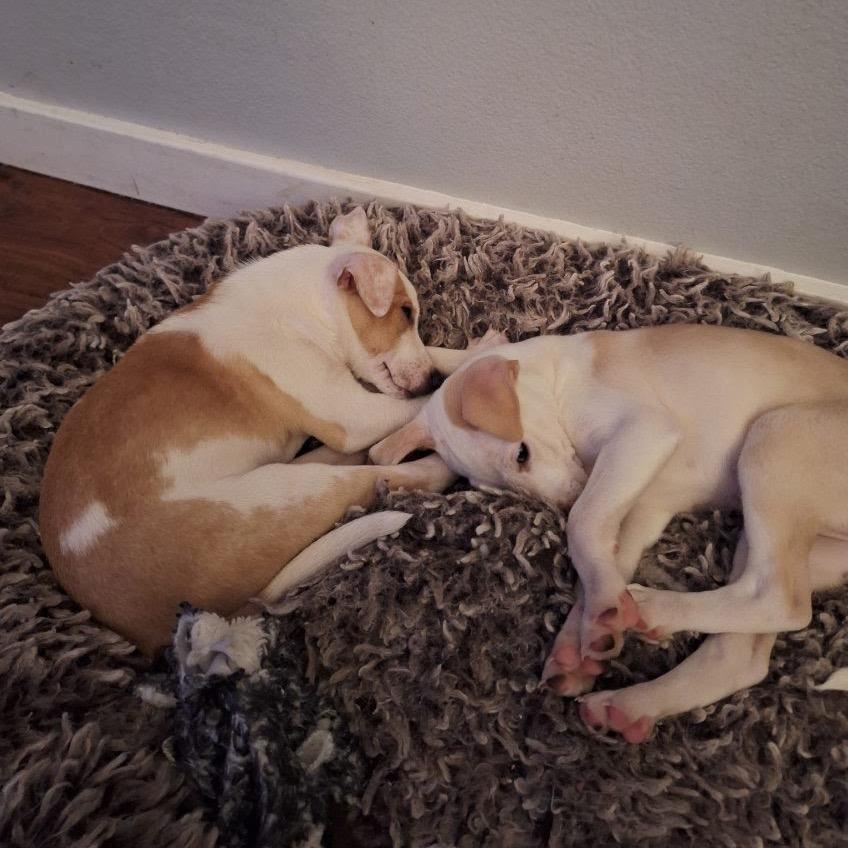 Enlarge Millie, a Adoptable mixed breed in Tacoma, WA image 5/6