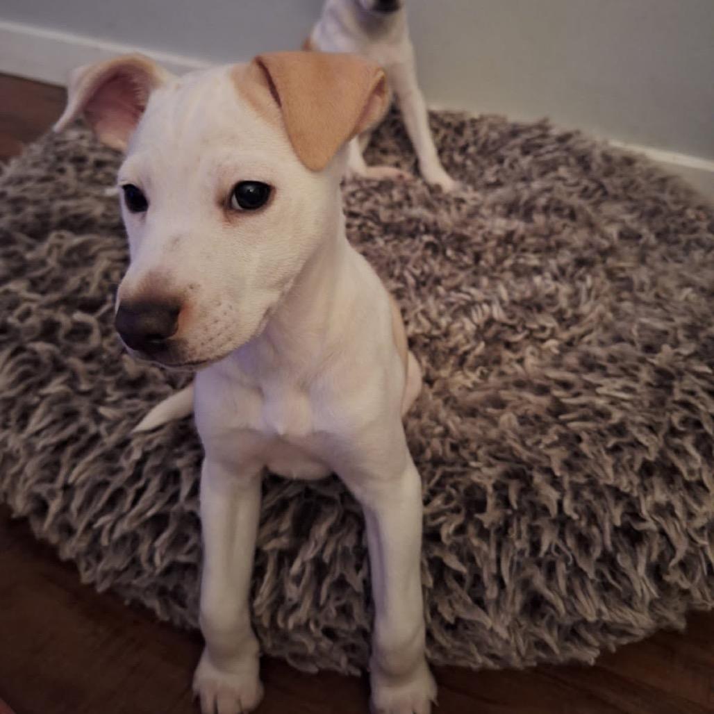 Enlarge Millie, a Adoptable mixed breed in Tacoma, WA image 6/6