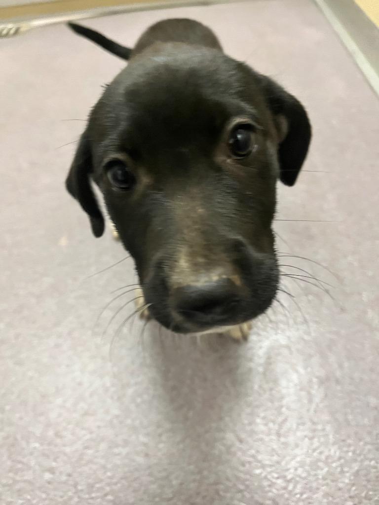 Janis, Adoptable, Puppy Female Labrador Retriever.
