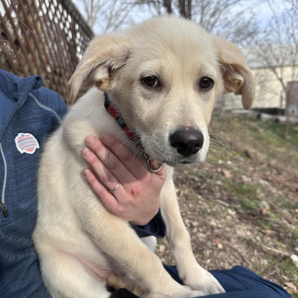 Mike, Adoptable, Puppy Male Golden Retriever.