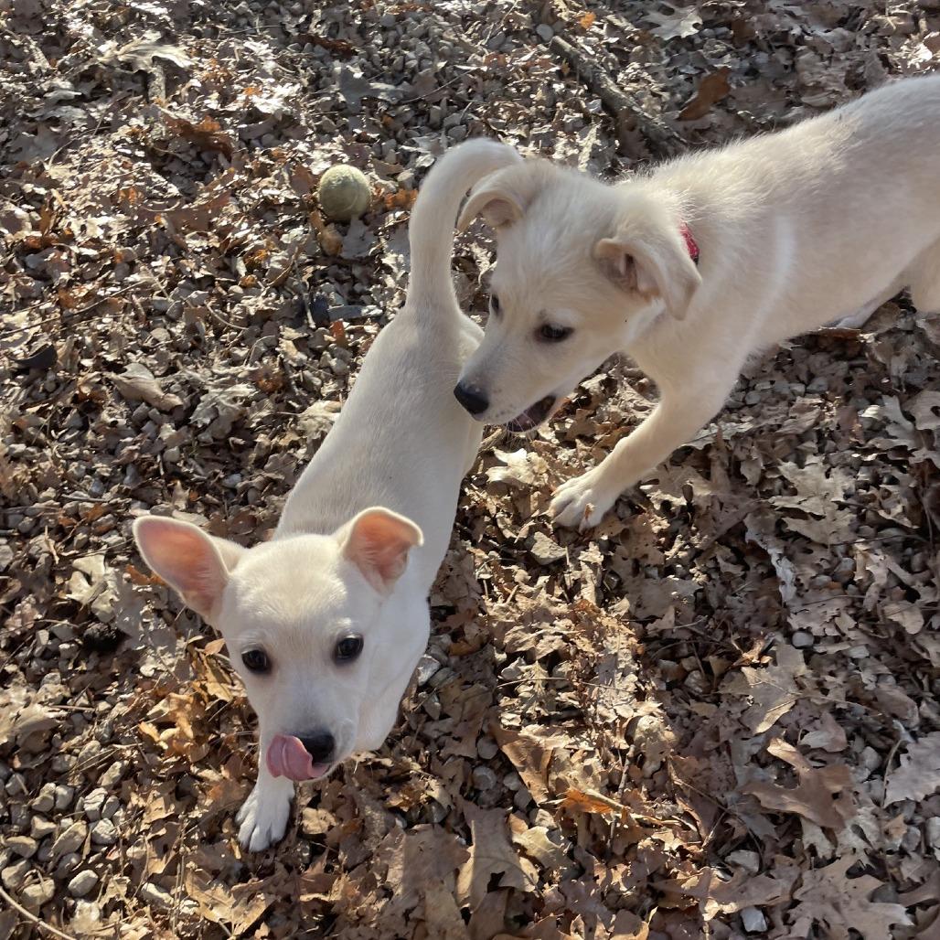 Enlarge Mike, a Adoptable Golden Retriever in Branson, MO image 2/5