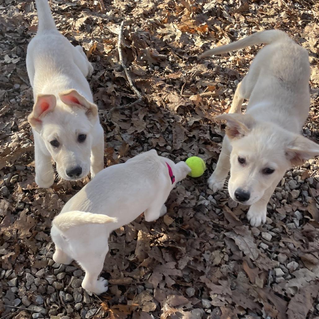 Enlarge Mike, a Adoptable Golden Retriever in Branson, MO image 3/5
