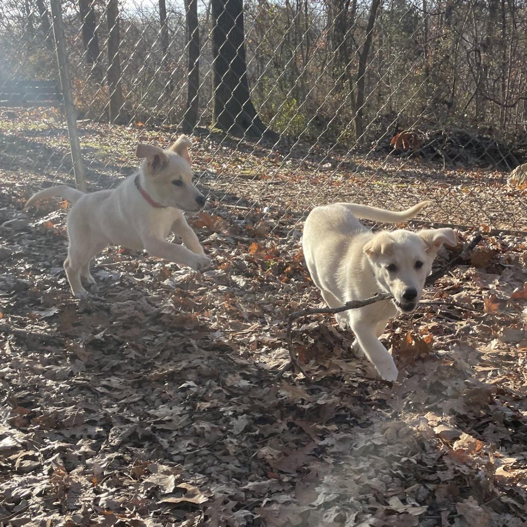 Enlarge Mike, a Adoptable Golden Retriever in Branson, MO image 4/5