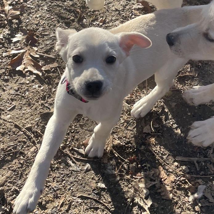 Enlarge Mike, a Adoptable Golden Retriever in Branson, MO image 5/5