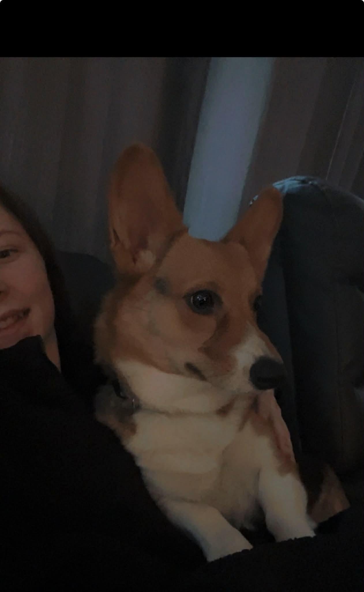 Enlarge Smore, a ADOPTABLE Corgi in Alliance, OH image 3/3