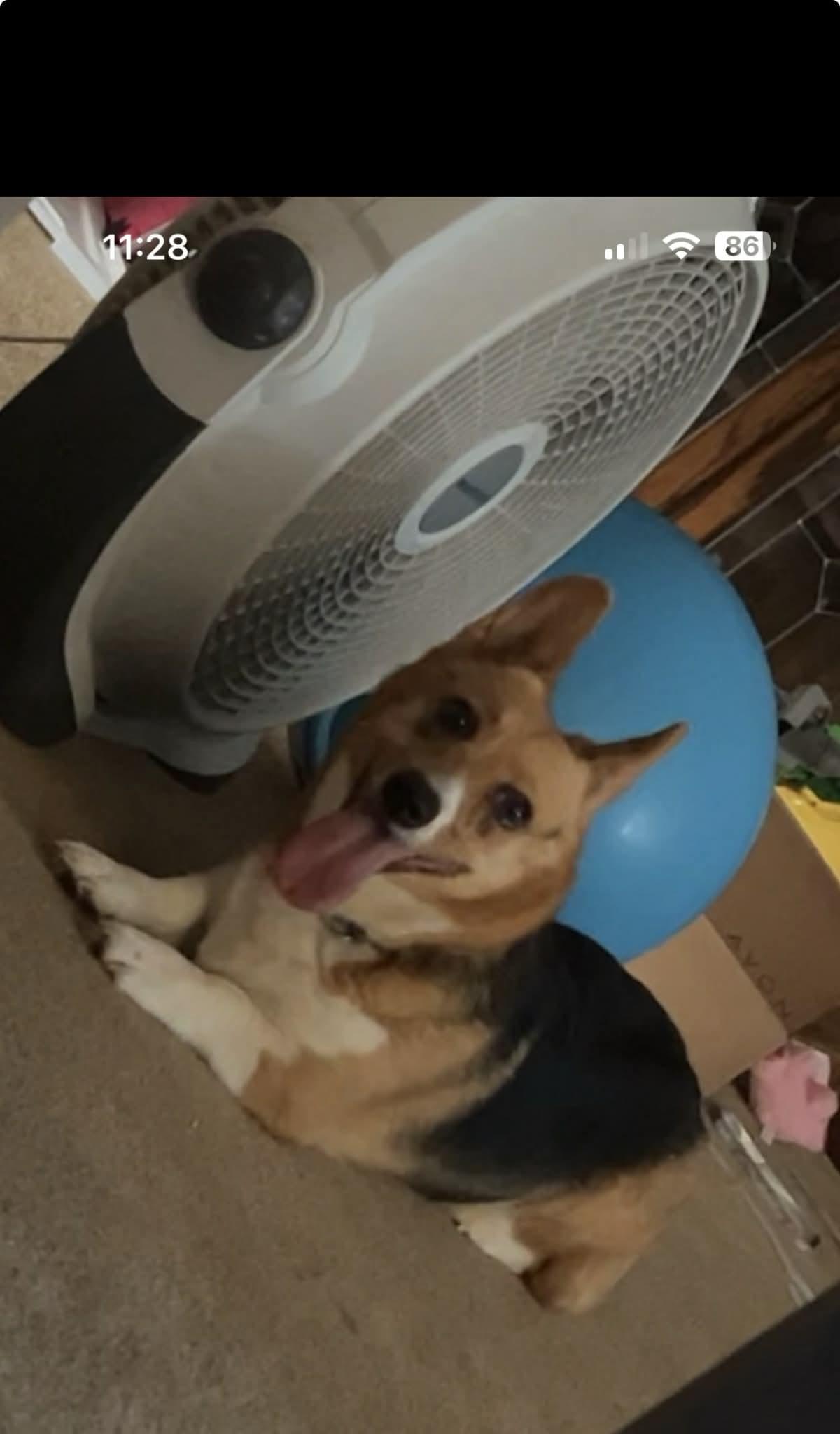 Smore, ADOPTABLE, Adult Female Corgi.