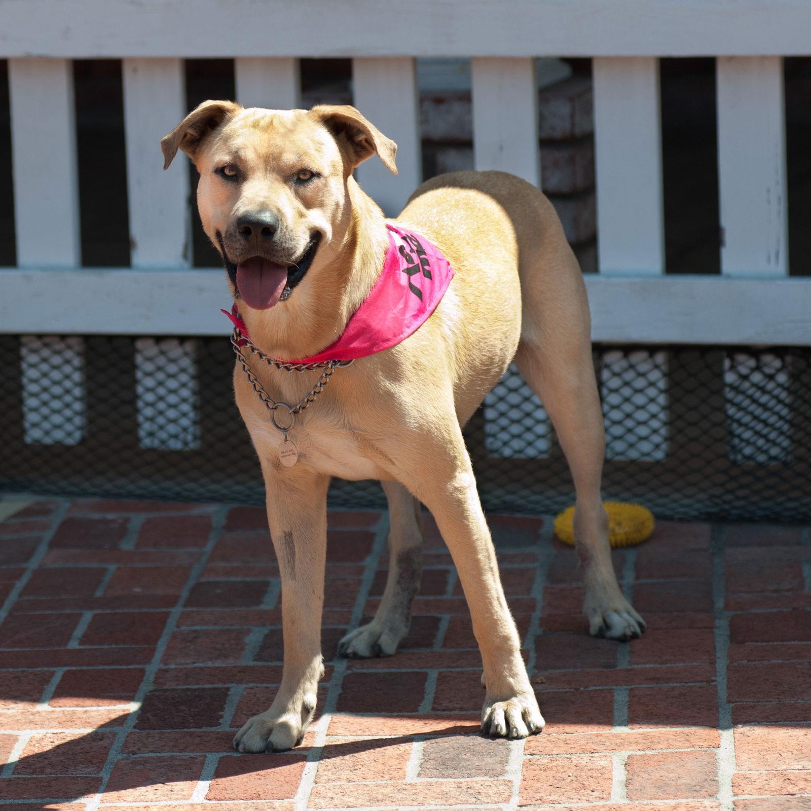 Buddy, Adopted, Adult Male Labrador Retriever.