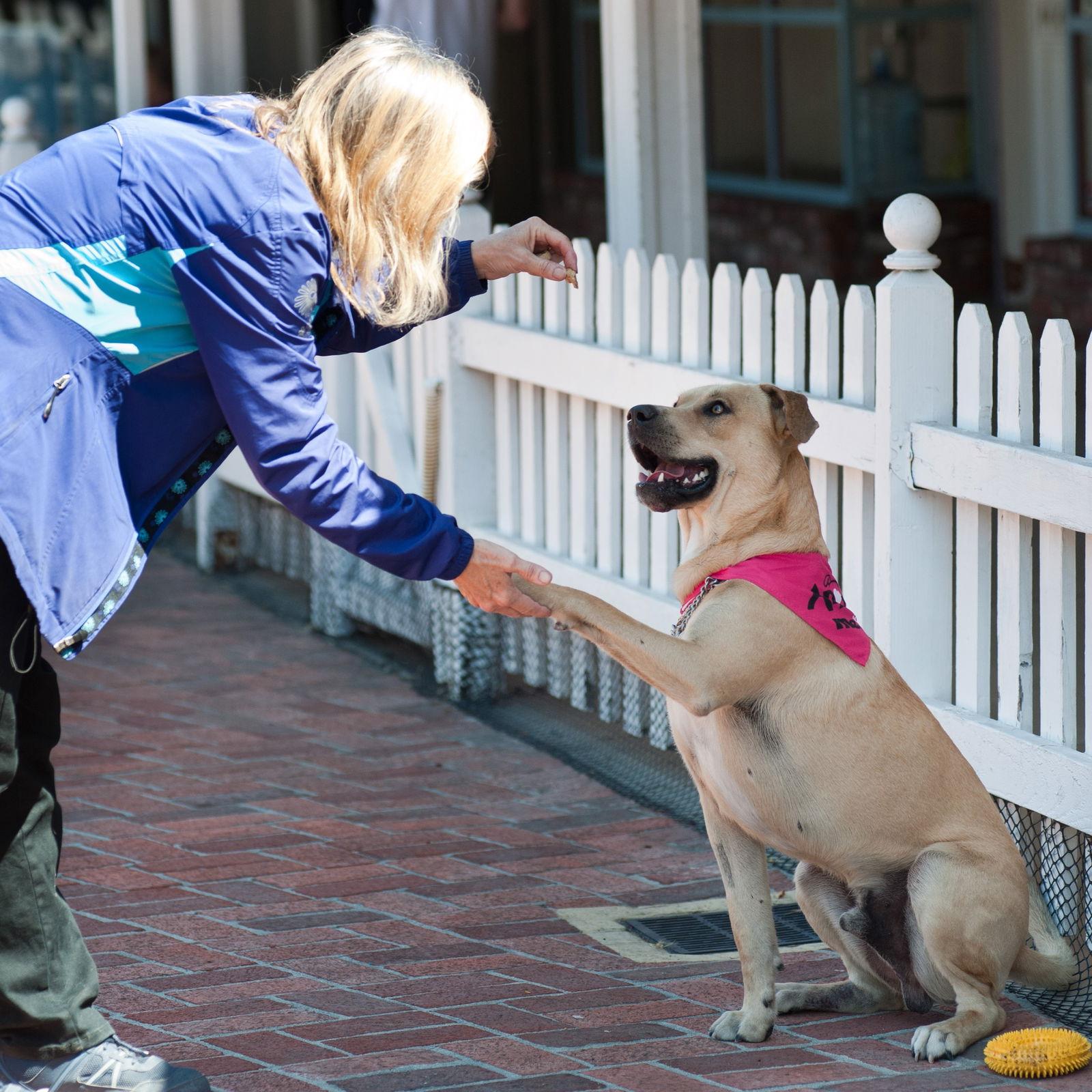 Buddy, a Adopted Labrador Retriever image 1/3