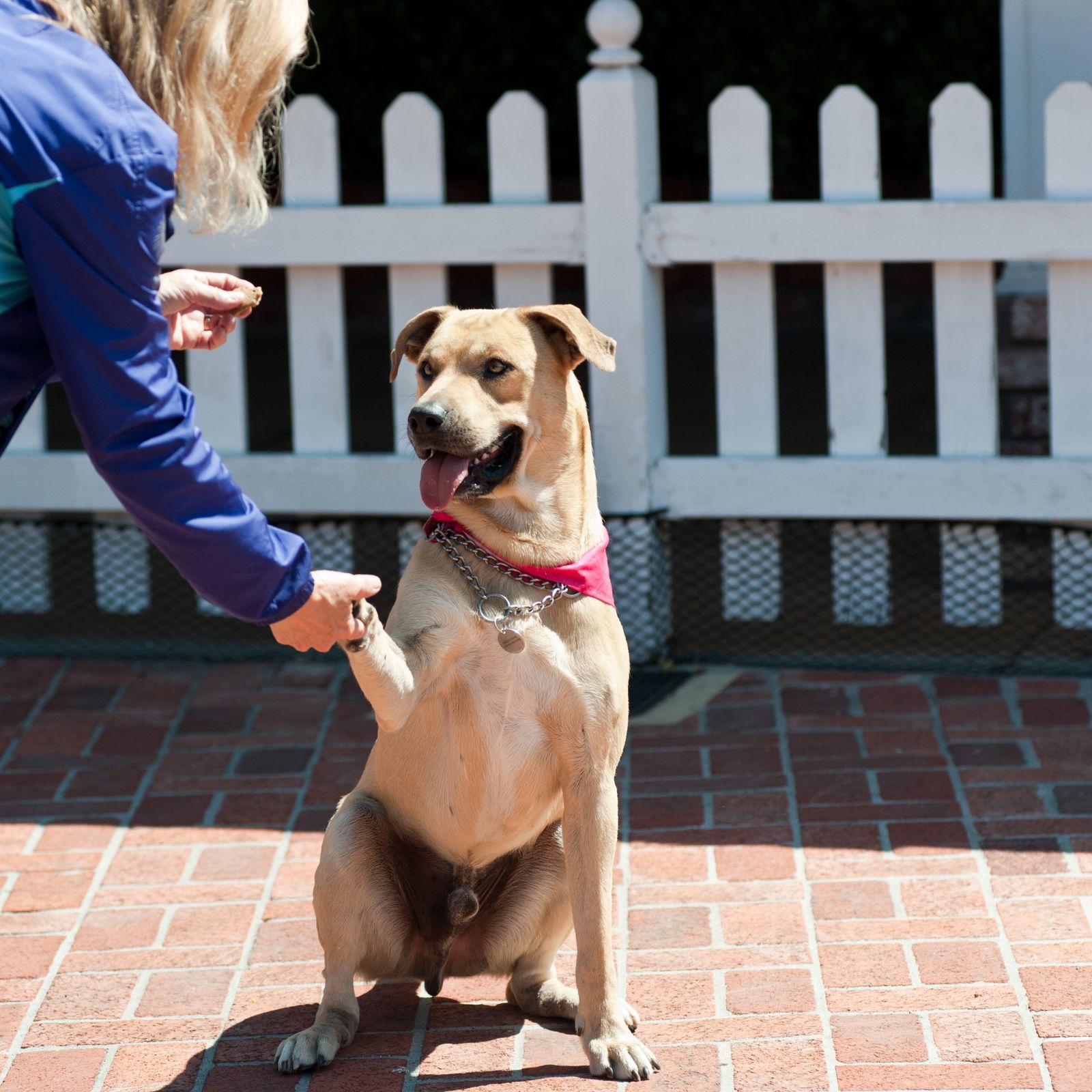 Buddy, a Adopted Labrador Retriever image 2/3