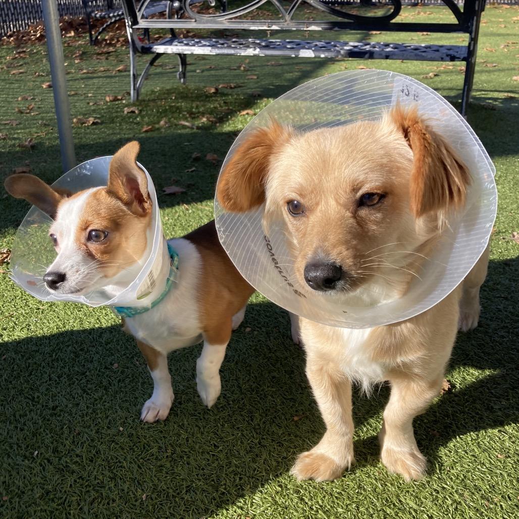 Enlarge Bingo, a Adoptable Chihuahua in Providence, RI image 1/6