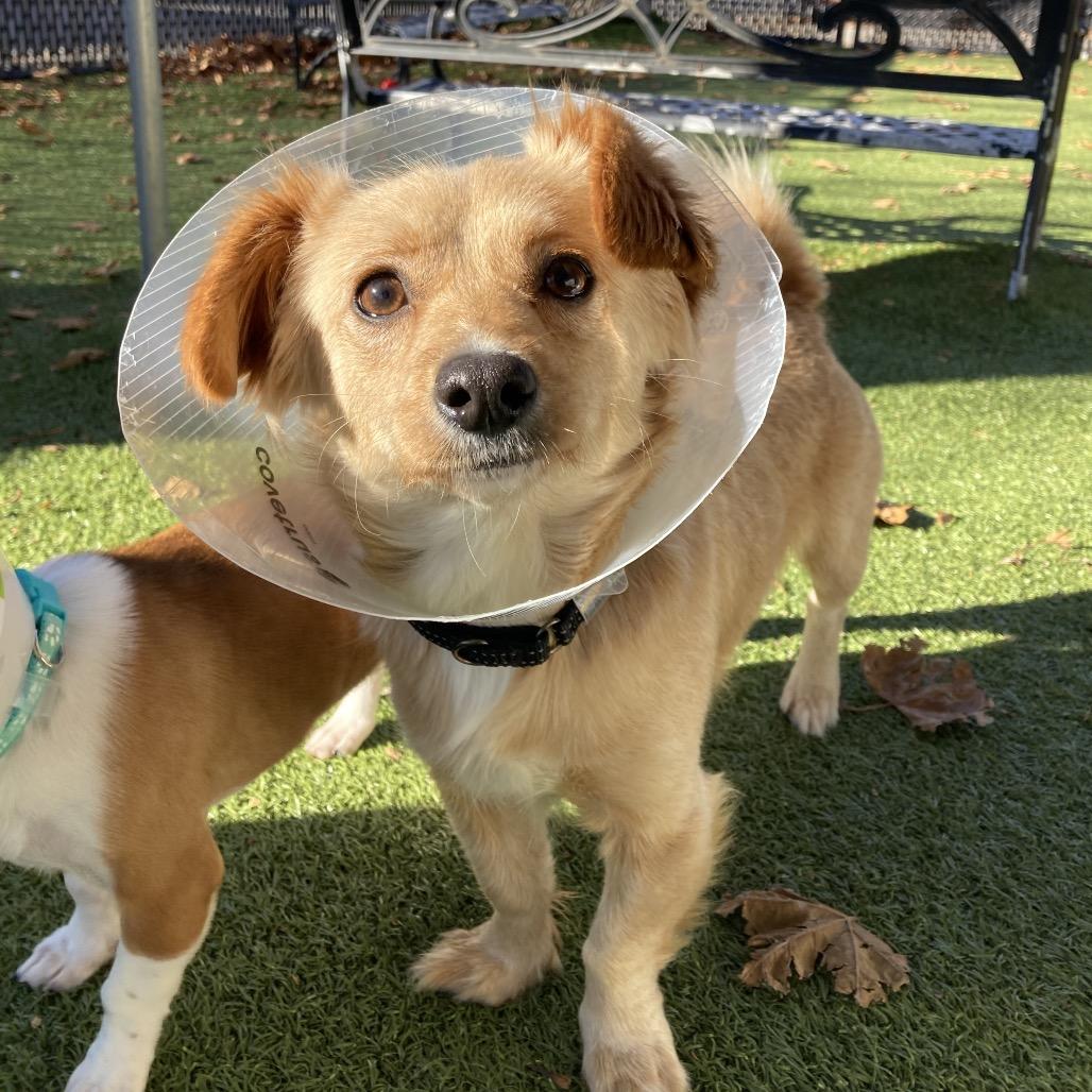 Enlarge Bingo, a Adoptable Chihuahua in Providence, RI image 3/6