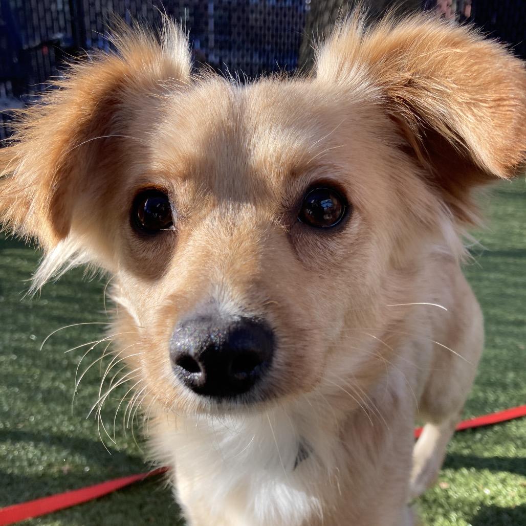 Enlarge Bingo, a Adoptable Chihuahua in Providence, RI image 5/6
