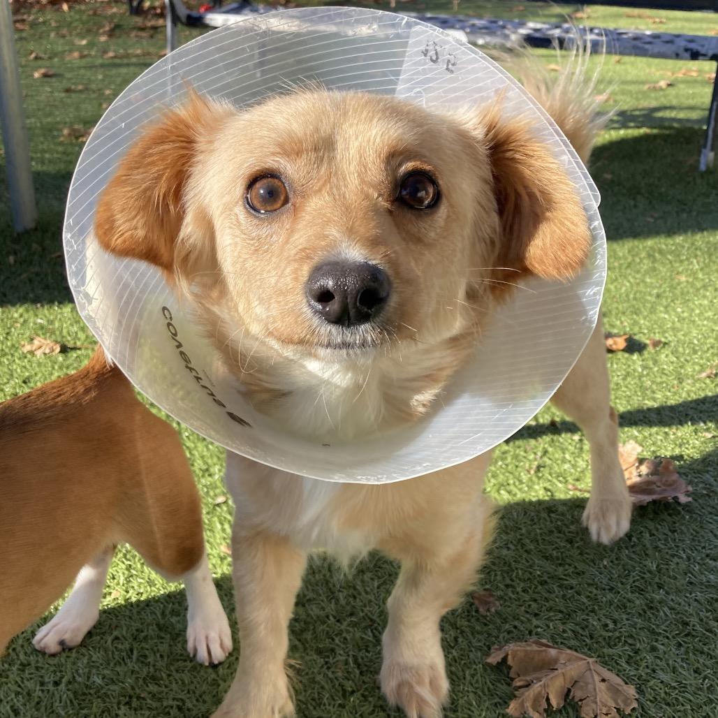 Enlarge Bingo, a Adoptable Chihuahua in Providence, RI image 6/6