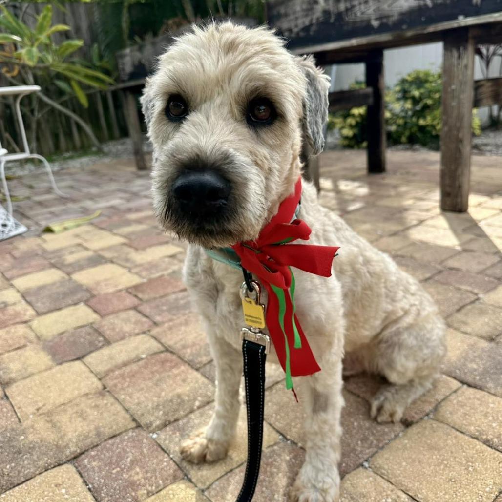 Darcy, a Adoptable Wheaten Terrier in Sarasota, FL image 1/5
