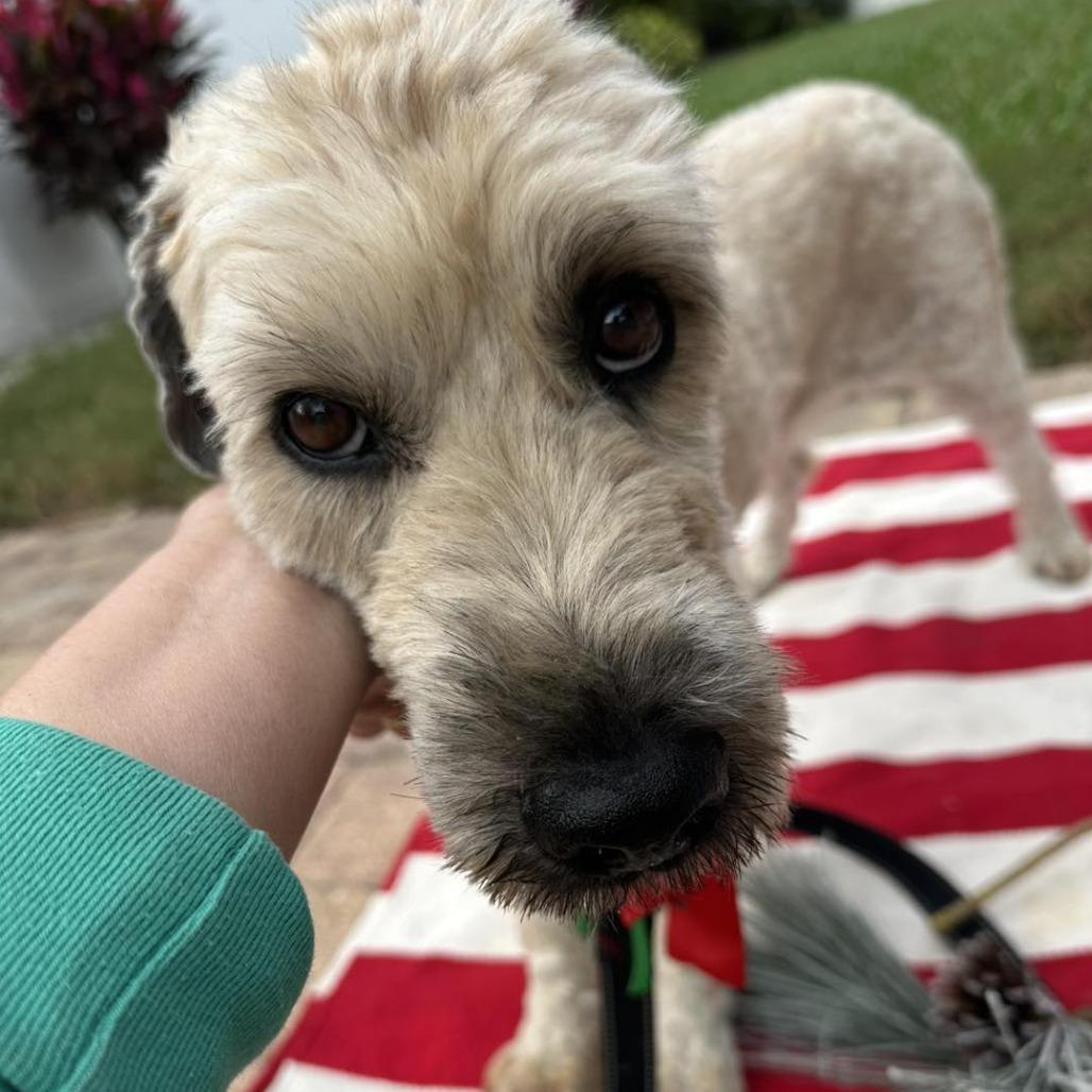 Darcy, a Adoptable Wheaten Terrier in Sarasota, FL image 2/5