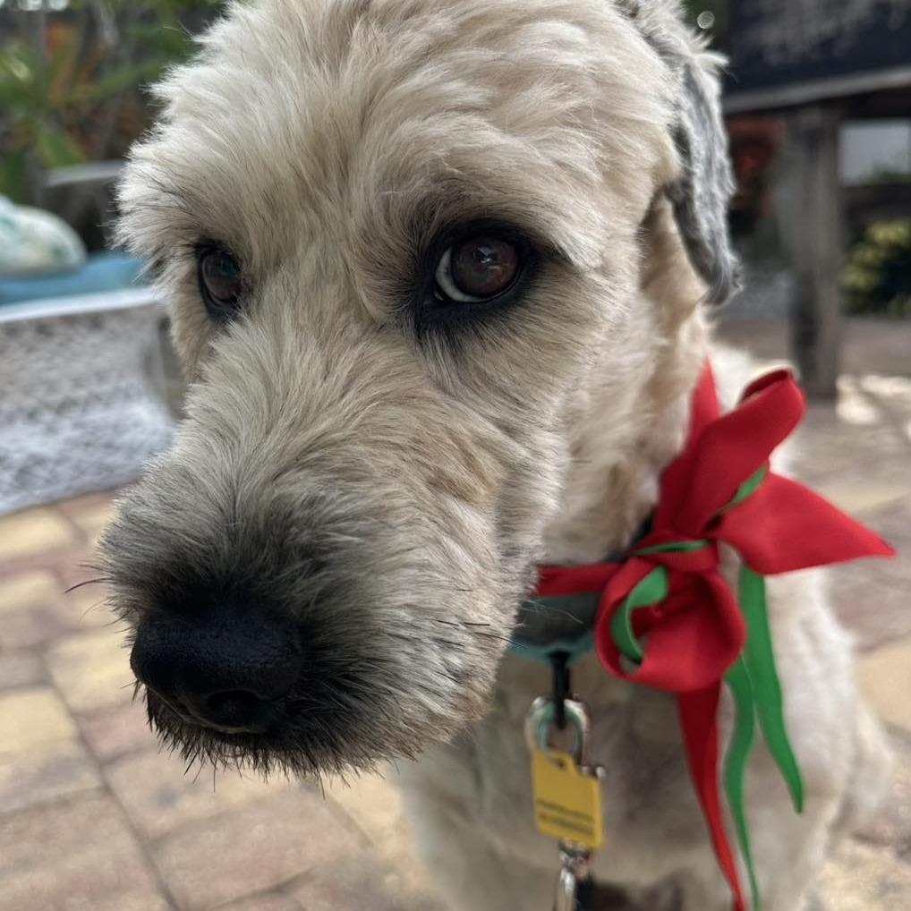 Darcy, a Adoptable Wheaten Terrier in Sarasota, FL image 5/5
