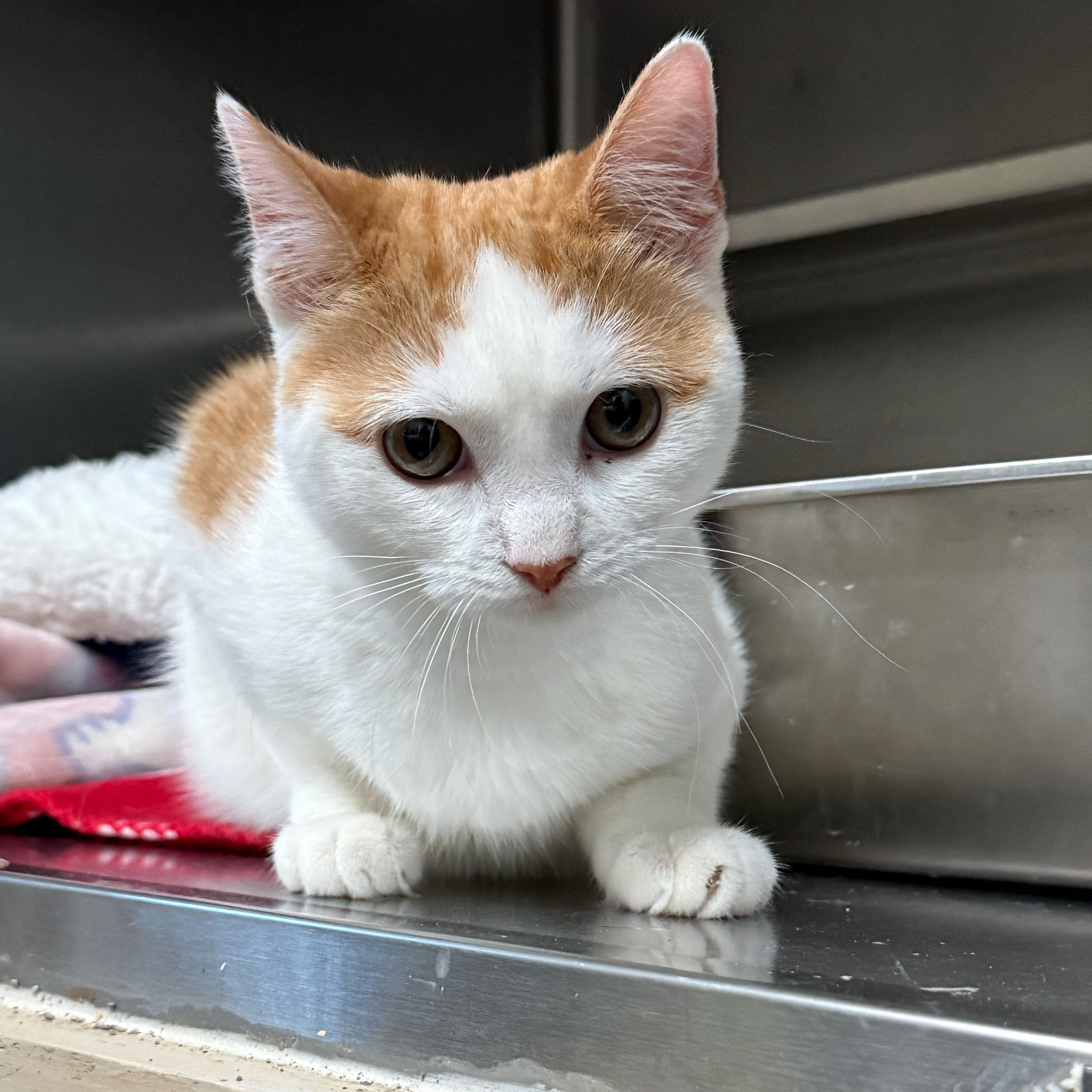 Enlarge Peaches (bonded to Carrot), an adopted Domestic Short Hair in East Brunswick, NJ image 4/5