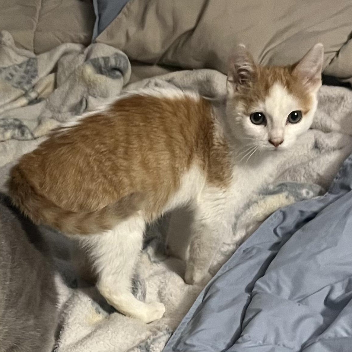 Enlarge Peaches (bonded to Carrot), an adopted Domestic Short Hair in East Brunswick, NJ image 2/5