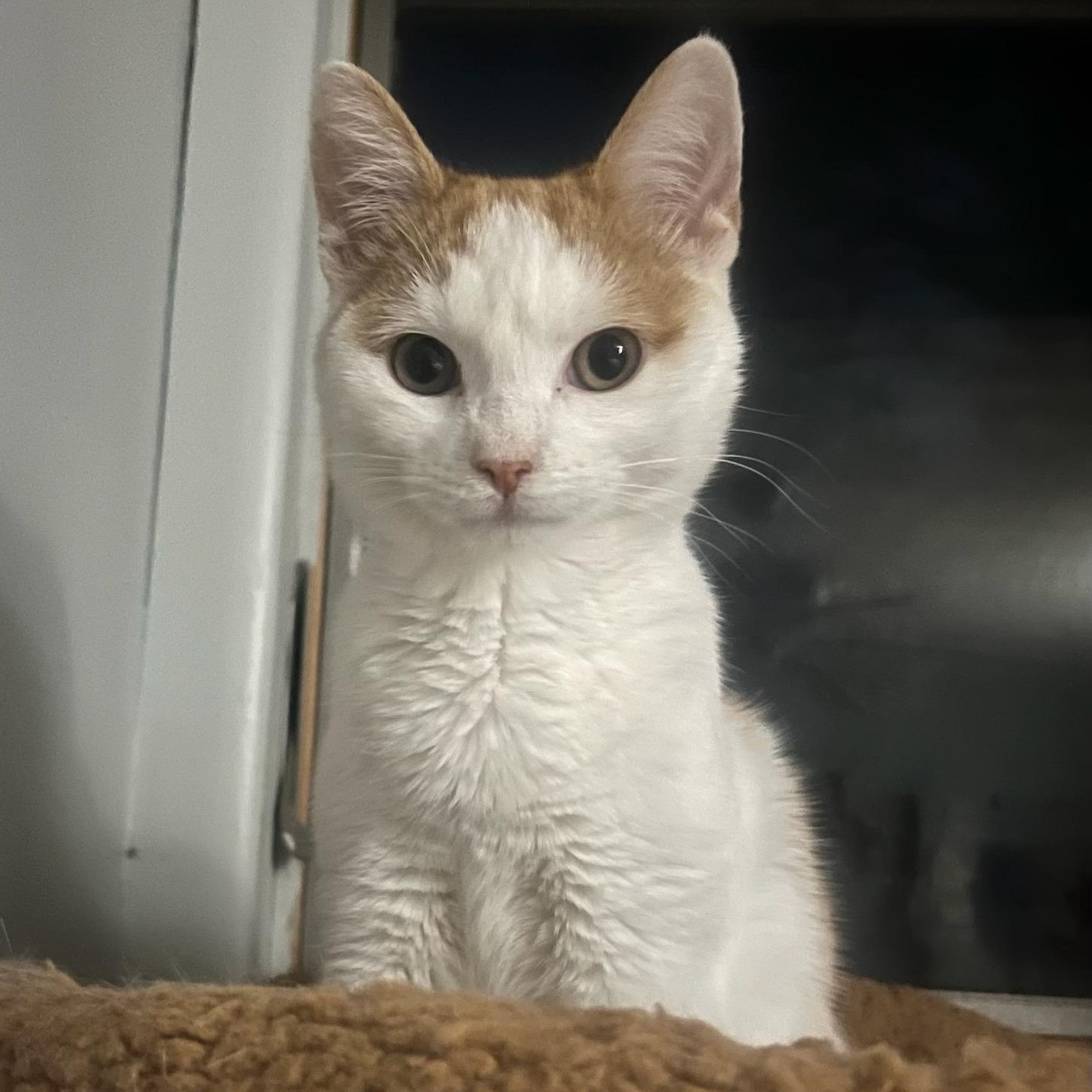 Peaches (bonded to Carrot), adopted, Young Female Domestic Short Hair.