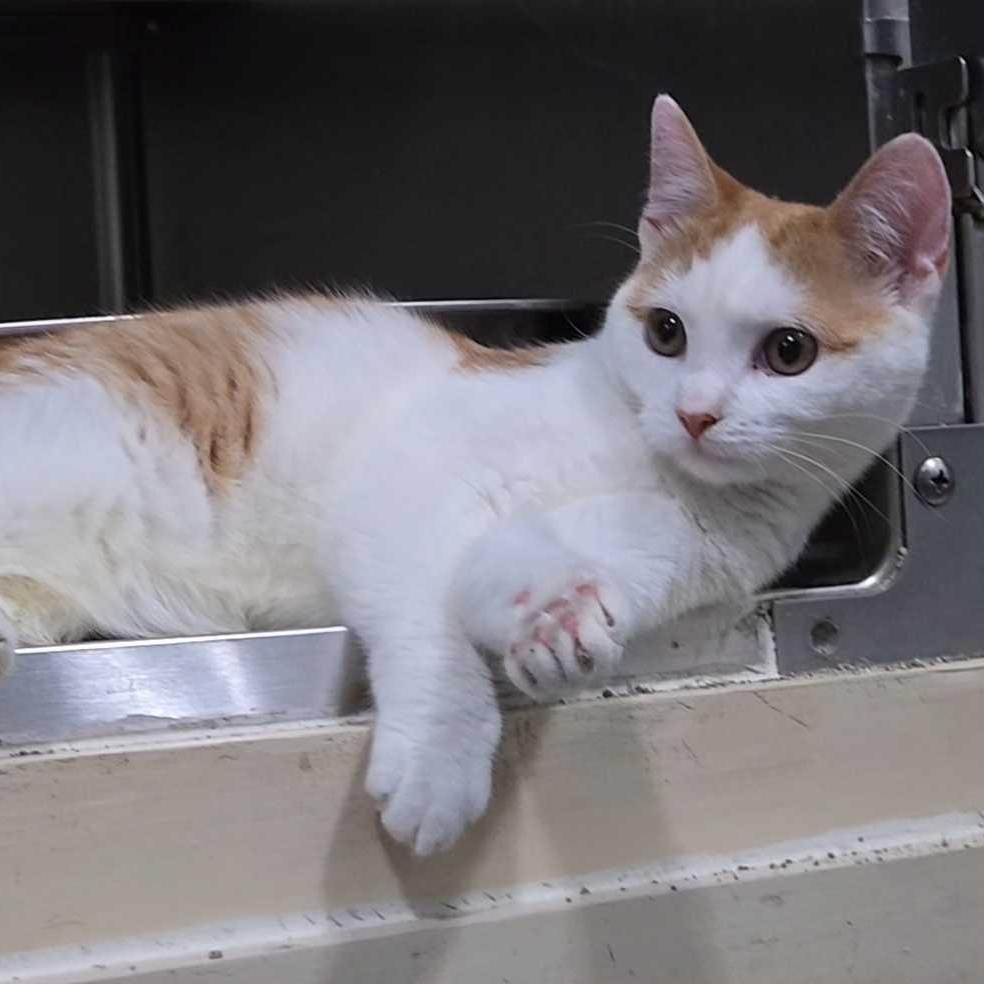 Enlarge Peaches (bonded to Carrot), an adopted Domestic Short Hair in East Brunswick, NJ image 5/5