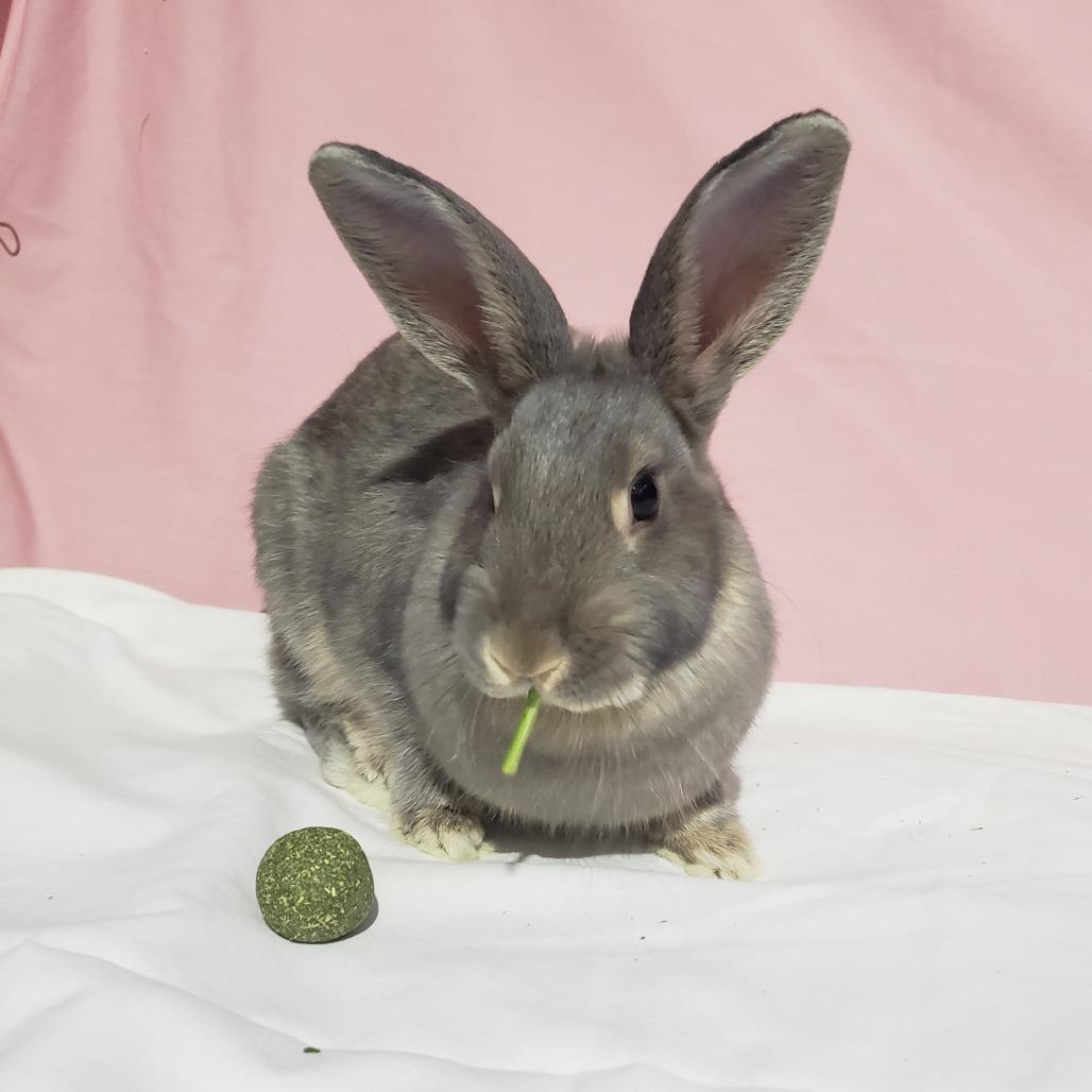 Bergamot, Adoptable, Young Female American & American.