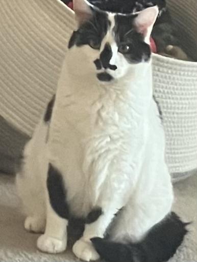Oreo, Adoptable, Adult Female Domestic Short Hair.