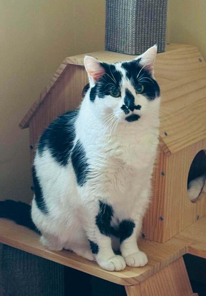 Oreo, a Adoptable mixed breed in Lincoln, NE image 3/6