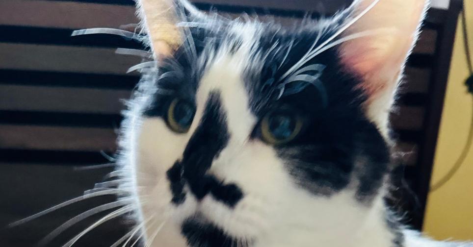 Oreo, a Adoptable mixed breed in Lincoln, NE image 5/6